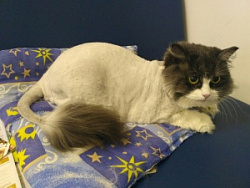 Стрижка кошек
